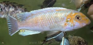 Labeotropheus trewavasae 'Ndumbi'